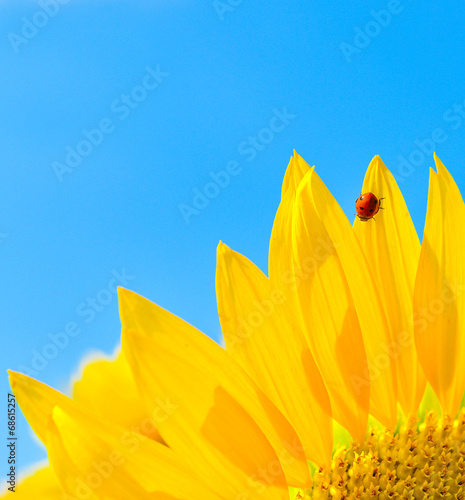 Plakat słonecznik lato kwiat tło żółty