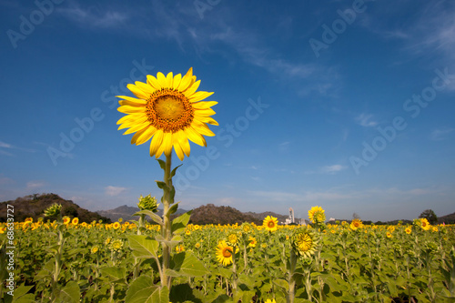 Fotoroleta pole wiejski portret słonecznik