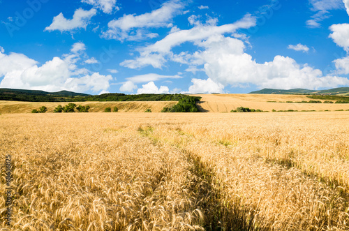 Obraz na płótnie wzgórze pole pejzaż rolnictwo zboże
