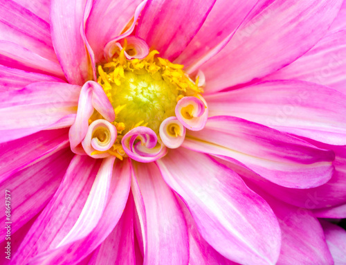 Fototapeta kwiat pyłek dalia natura