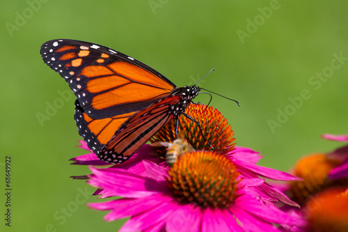 Fototapeta motyl ogród ameryka północna natura ogrodnictwo