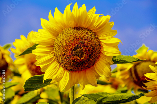 Obraz na płótnie słonecznik lato kwiat roślina
