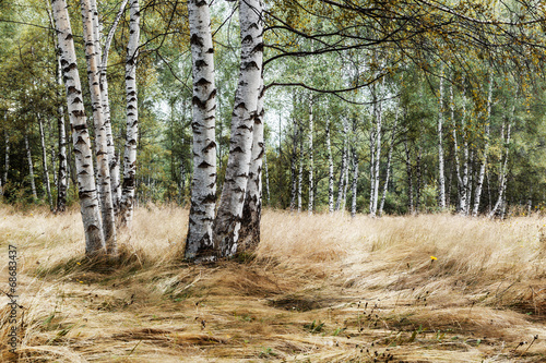 Fototapeta drzewa brzoza wiejski jesień las
