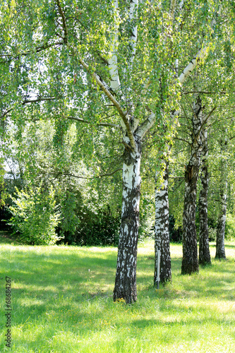 Obraz na płótnie brzoza las drzewa