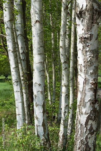 Obraz na płótnie las brzoza drzewa krajobraz roślina