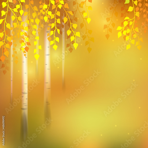 Fotoroleta jesień brzoza drzewa las natura