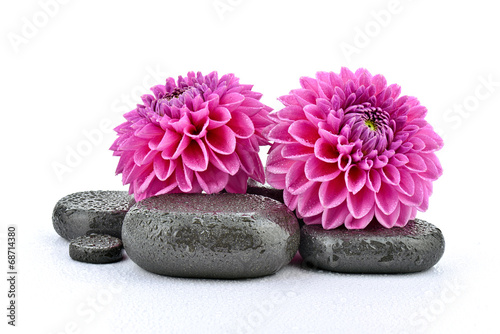 Obraz na płótnie kwiat bazalt kwitnący