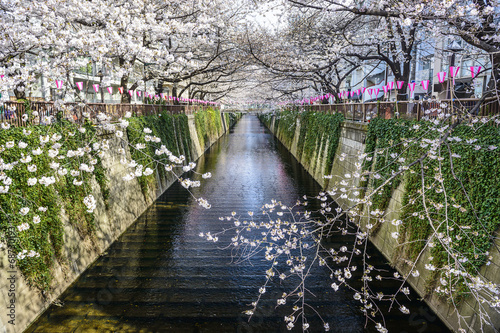 Fotoroleta drzewa tokio azjatycki kwitnący japoński