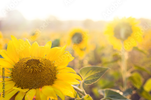 Obraz na płótnie świt kwiat niebo słońce