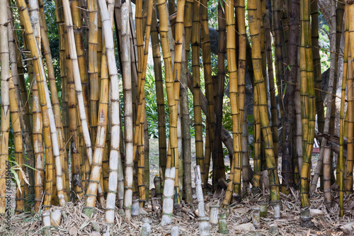 Fototapeta bambus japoński roślina