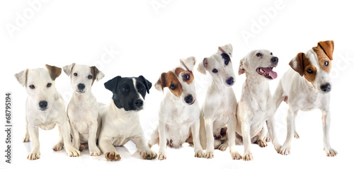 Plakat zwierzę szczenię pies dorosły jack russel terrier