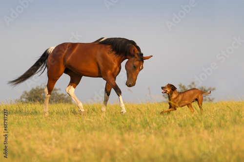 Fototapeta grzywa pastwisko pies piękny