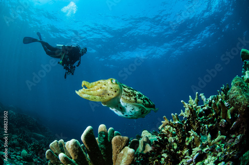 Fototapeta mięczak wyspa ryba podwodne