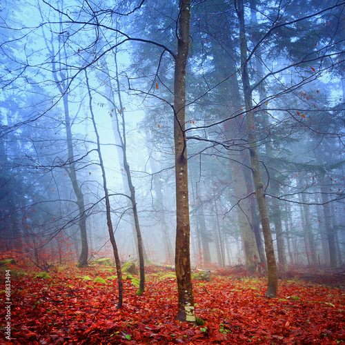 Fotoroleta dziki las jesień