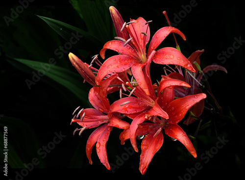 Obraz na płótnie spokojny kwiat roślina woda tropikalny