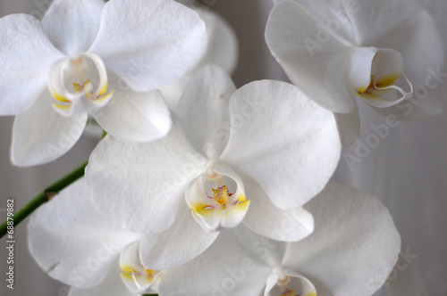 Naklejka kwiat piękny storczyk tło biały