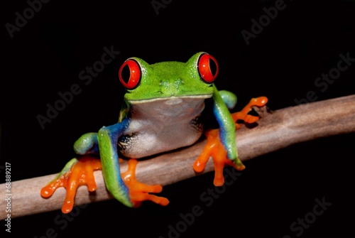 Fotoroleta oko gad płaz żaba