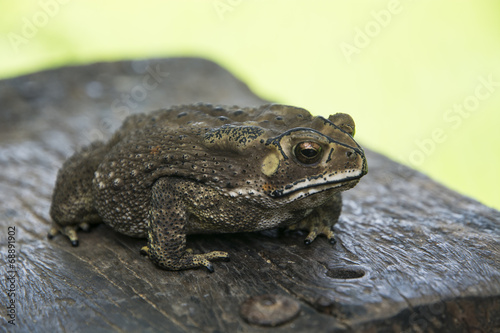 Plakat dziki natura płaz żaba