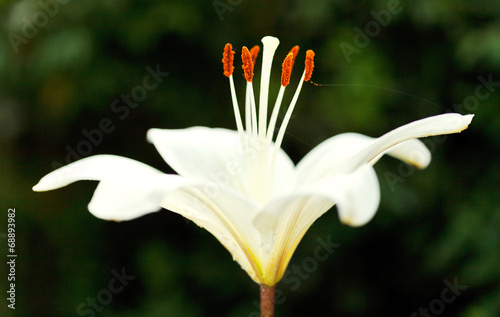 Fototapeta ogród roślina kwitnący kwiat świeży