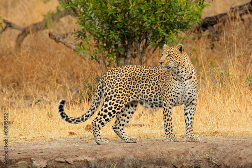 Fotoroleta fauna dziki safari afryka