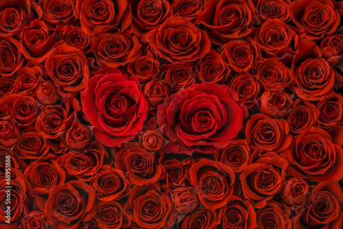 Fotoroleta bukiet kwiat wiele rose tło
