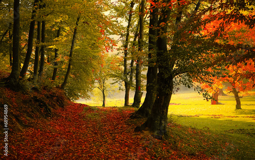 Naklejka las droga jesień kolor światło