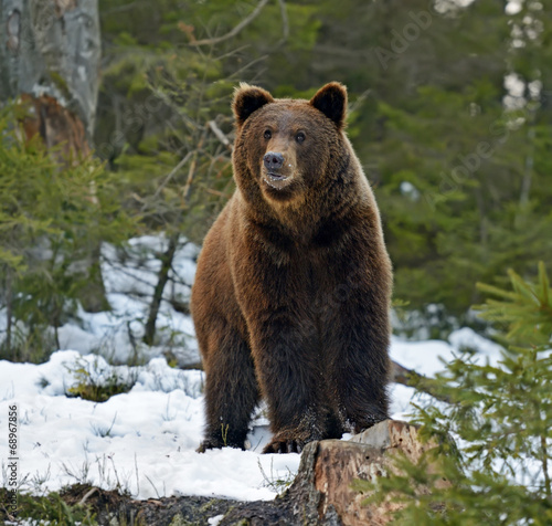 Plakat niedźwiedź śnieg las fauna zwierzę