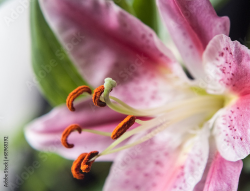 Fototapeta pyłek piękny kwiat roślina