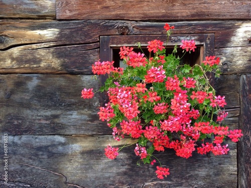 Fototapeta kwiat góra schronisko