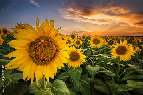 Obraz na płótnie rolnictwo słonecznik niebo kwiat natura