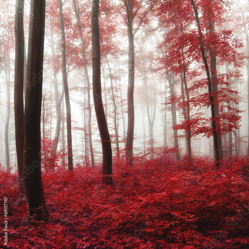 Fotoroleta dziki jesień drzewa