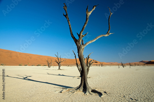Fotoroleta natura drzewa pustynia roślina