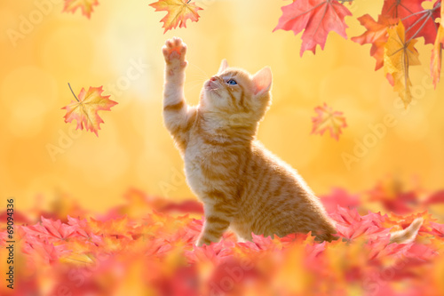Fototapeta jesień zwierzę kot felino