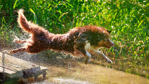 Fotoroleta pies natura woda zwierzę lato