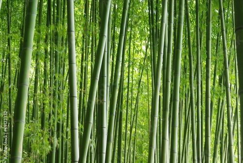 Fotoroleta krajobraz ładny las bambus