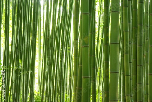 Naklejka las krajobraz bambus ładny roślina