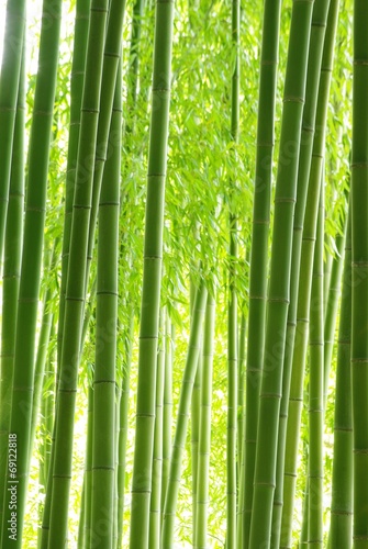 Obraz na płótnie bambus las ładny słońce roślina