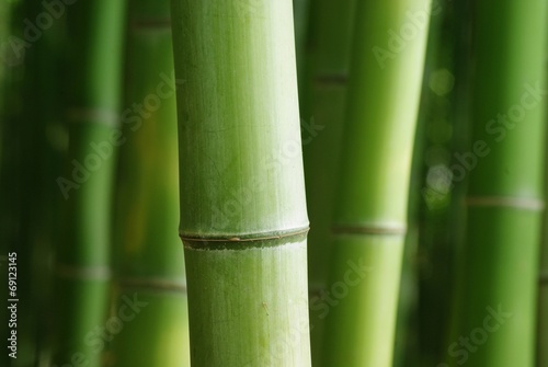 Plakat roślina las bambus ładny krajobraz