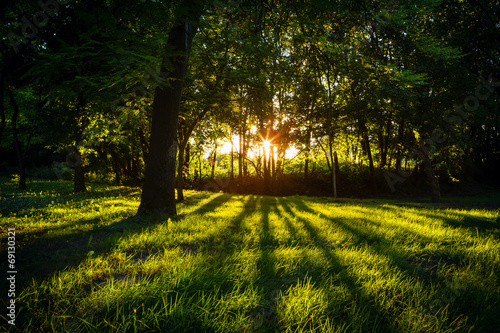 Fototapeta park pejzaż krajobraz las słońce
