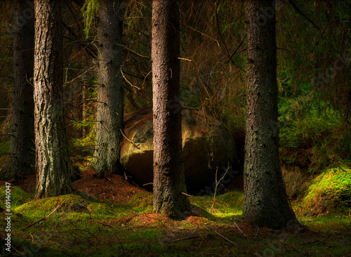 Obraz na płótnie sosna las natura szwecja