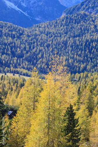 Fototapeta jesień natura las alpy drzewa