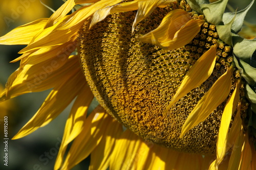 Plakat słonecznik słońce kwiat pole roślina