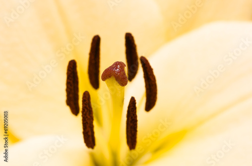 Plakat kwiat roślina narcyz