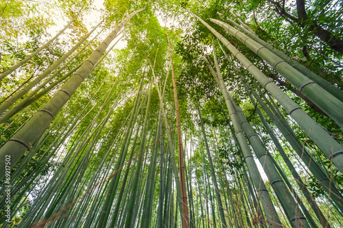 Fototapeta piękny orientalne spokojny zen las