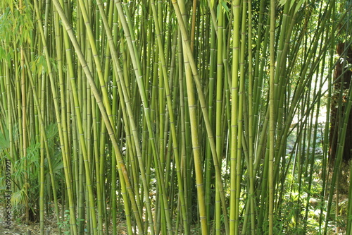 Fotoroleta las bambus roślina natura