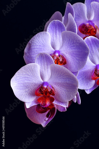 Fototapeta orhidea natura kwiat storczyk