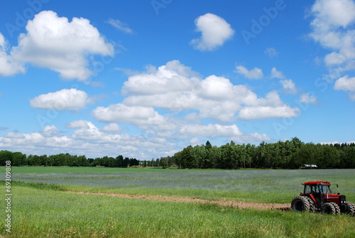 Fotoroleta skandynawia pastwisko wieś rolnictwo spokojny
