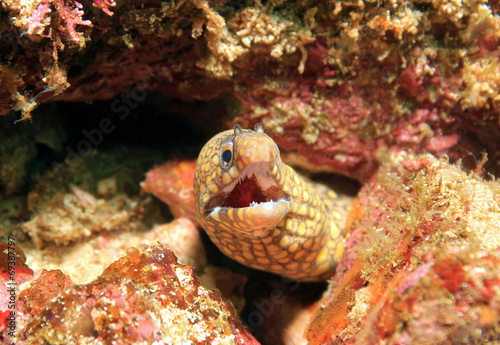 Fotoroleta ryba tropikalna ryba morze rafa