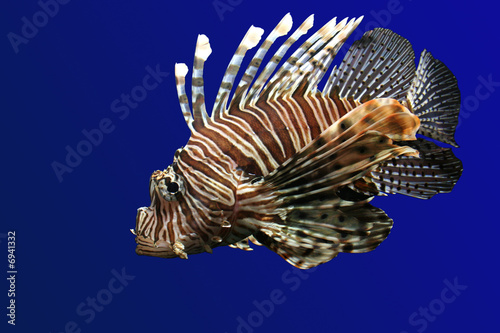 Fotoroleta morze rafa ryba lew