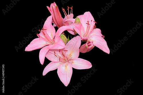 Obraz na płótnie kwiat roślina natura lato lilia